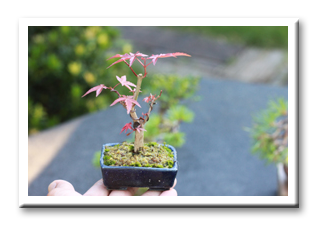 �g�t�@���i�~��